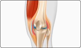 膝の解剖図