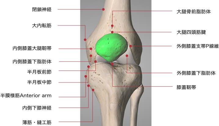 膝の解剖図